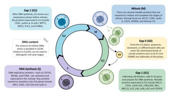 Quick Answer: When During The Cell Cycle Are Chromosomes Visible